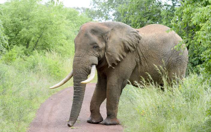 2-Day Uganda Gorilla Trekking Adventure from Rwanda