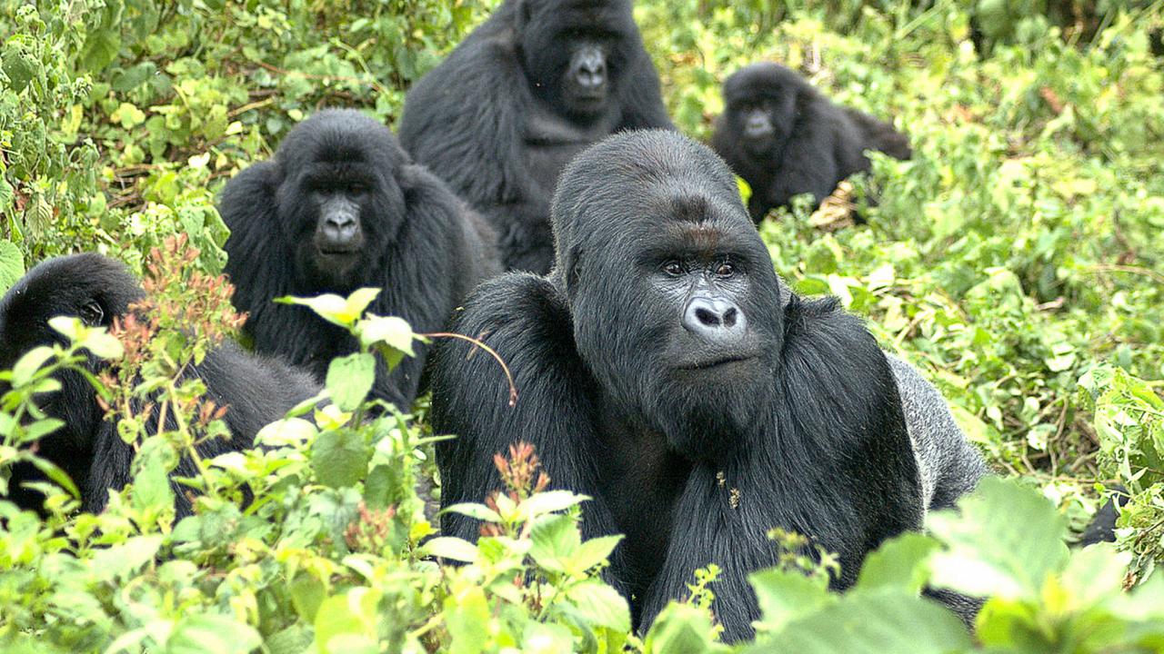 3-Day Rwanda Mountain Gorilla Tracking Safari