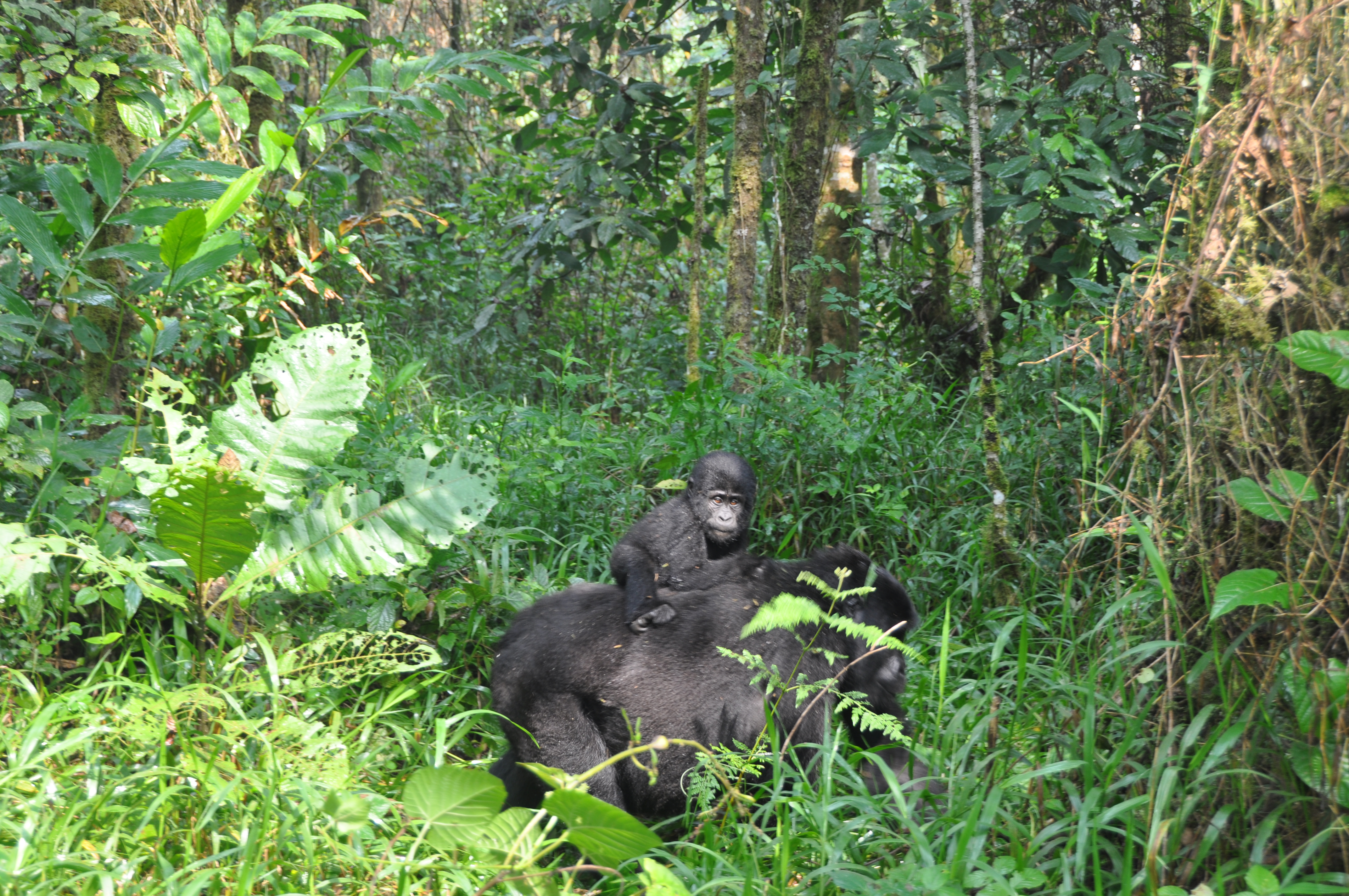 9-Day Rwanda & Uganda Primate & Wildlife Tour