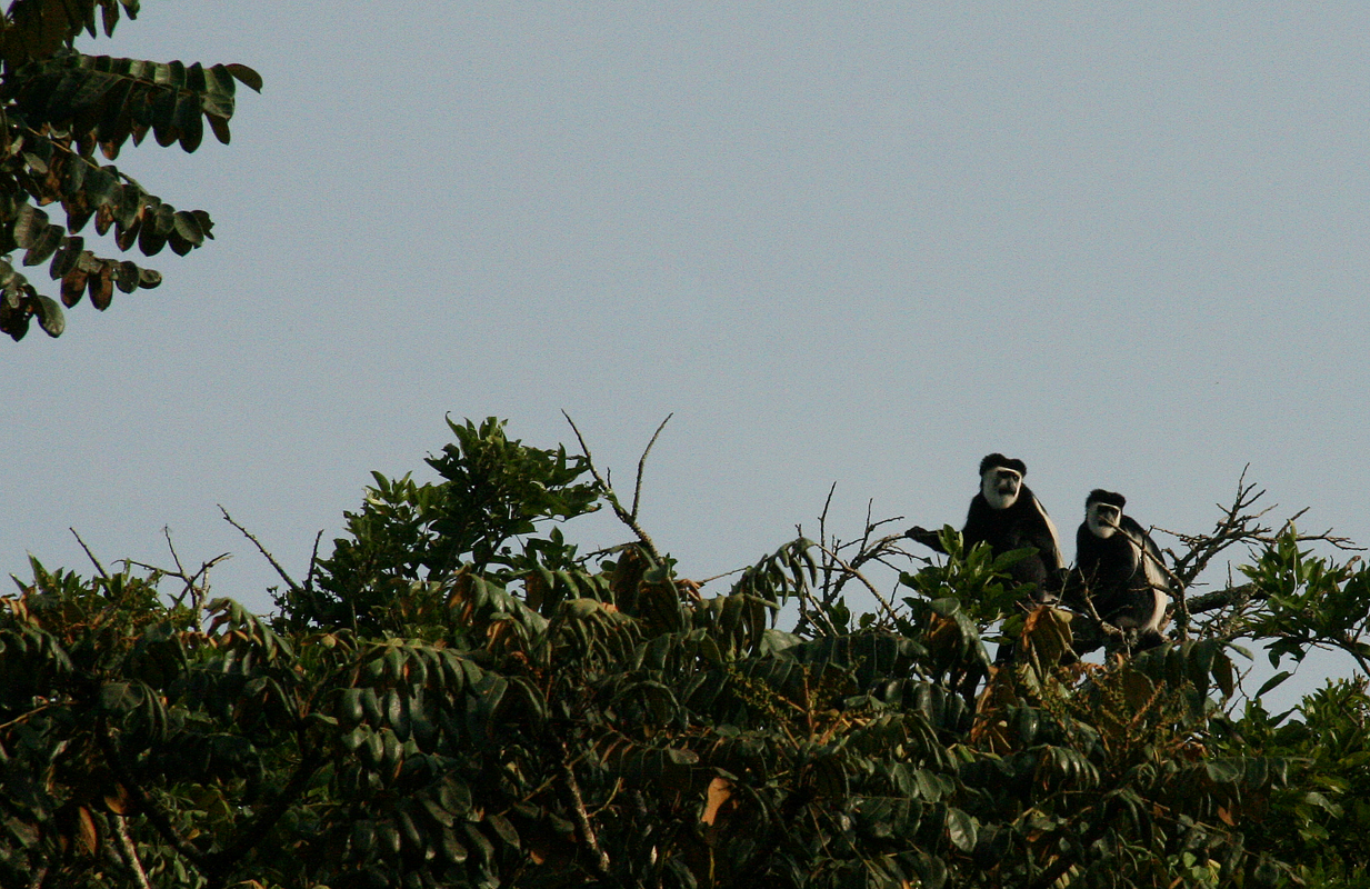 3-Day Mid-Range Queen Elizabeth Safari