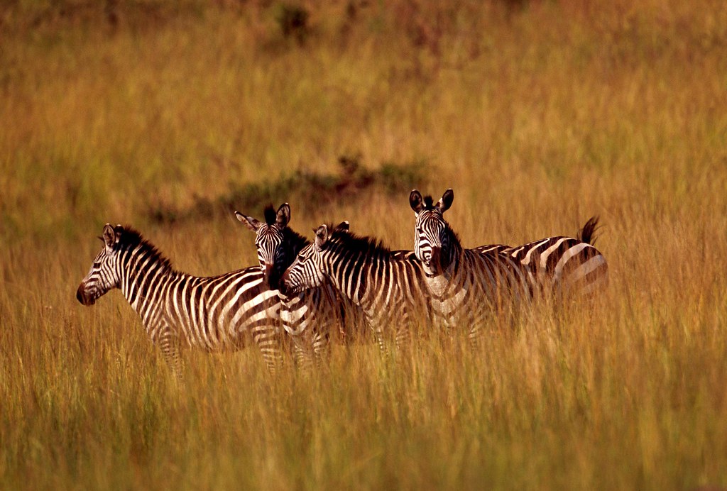 1-Day Akagera Safari Adventure