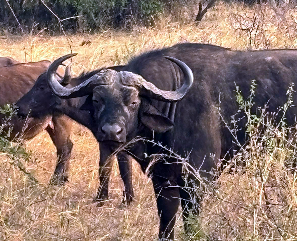 7-Day Rwanda's Heart of Wildlife