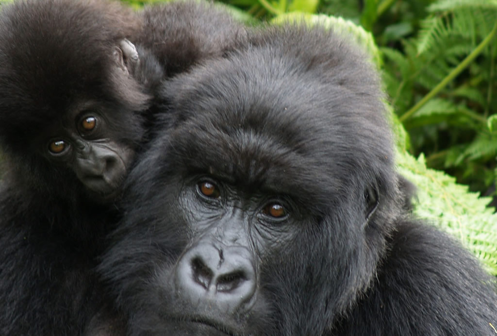 1-Day Rwanda Gorilla Trekking Adventure