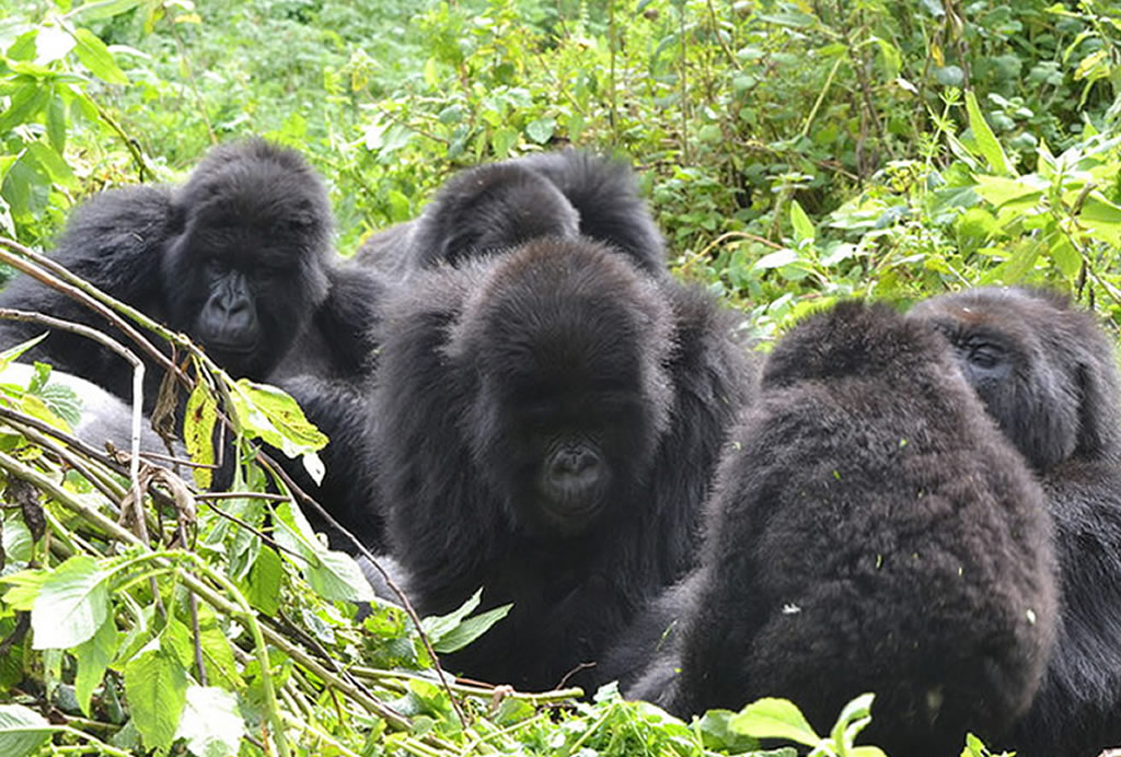 2-Day Gorilla and Golden Monkey Safari Experience