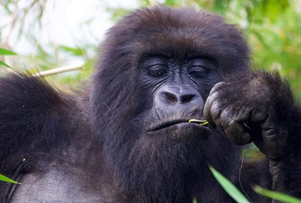 2-Day Gorilla Trekking in Volcanoes National Park