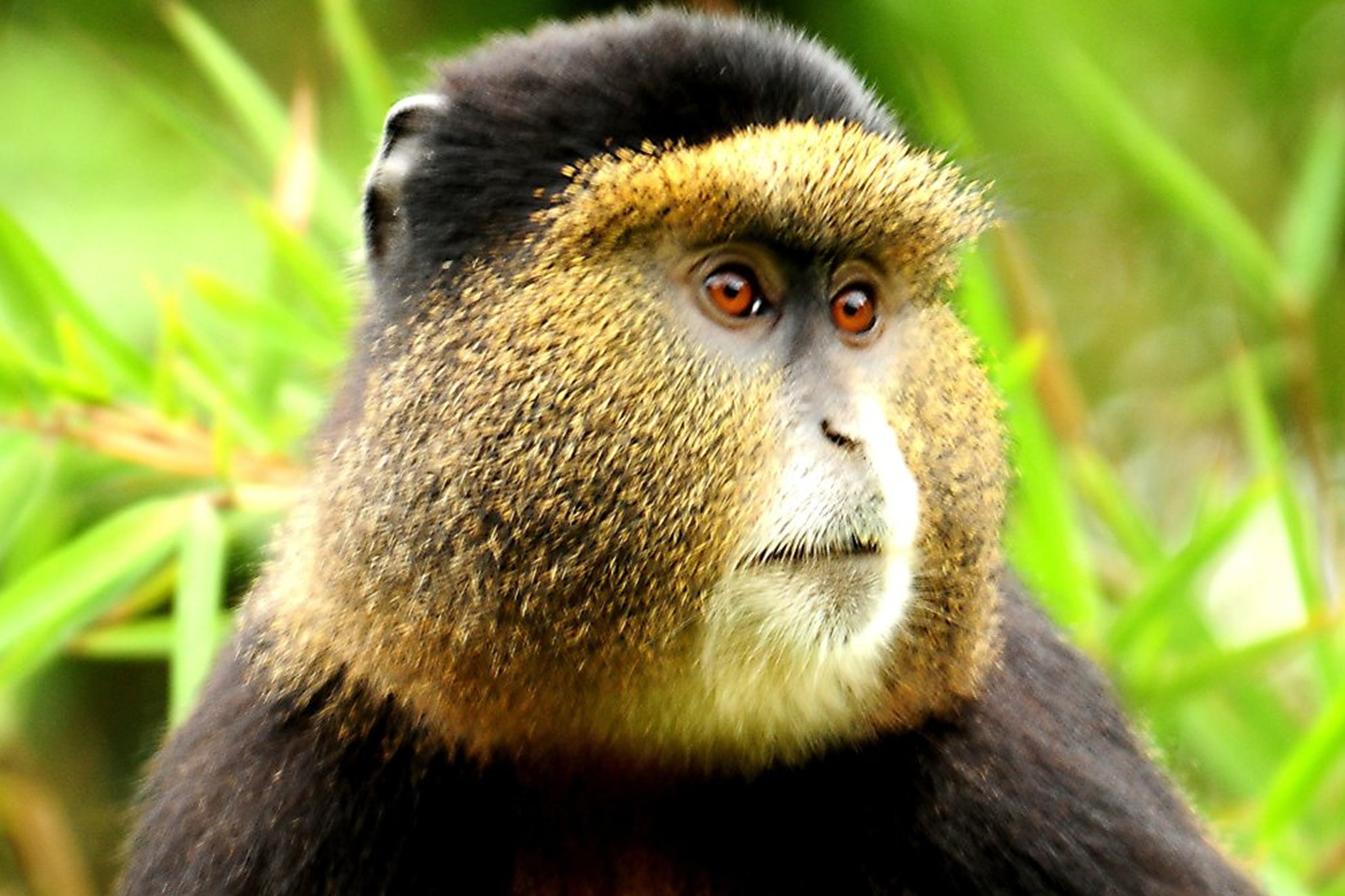 4-Day Uganda Gorilla & Golden Monkey Trekking Safari