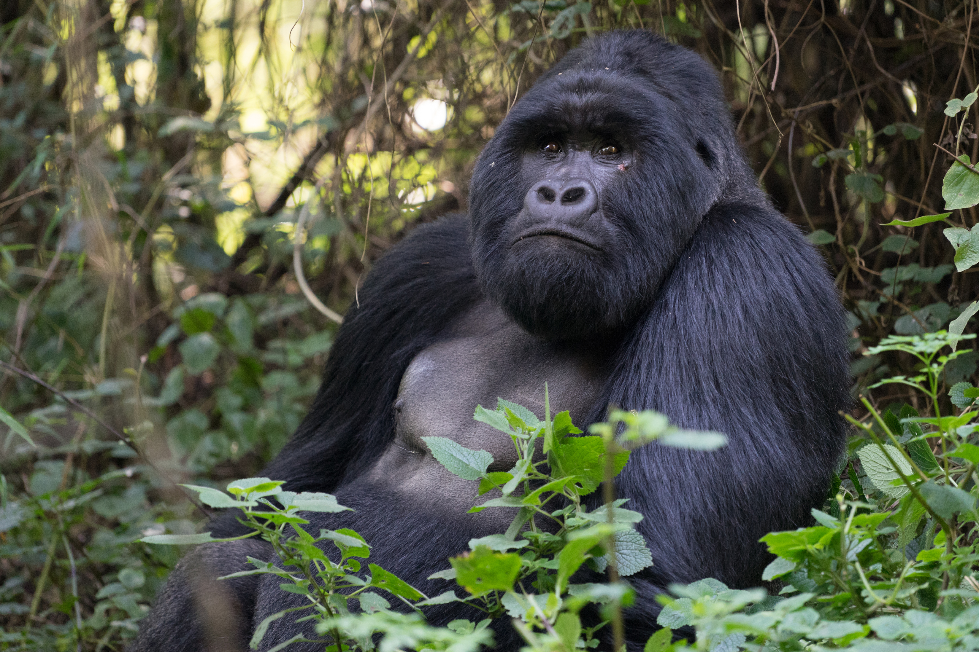 5-Day Rwanda & Uganda Double Gorilla Trekking Safari