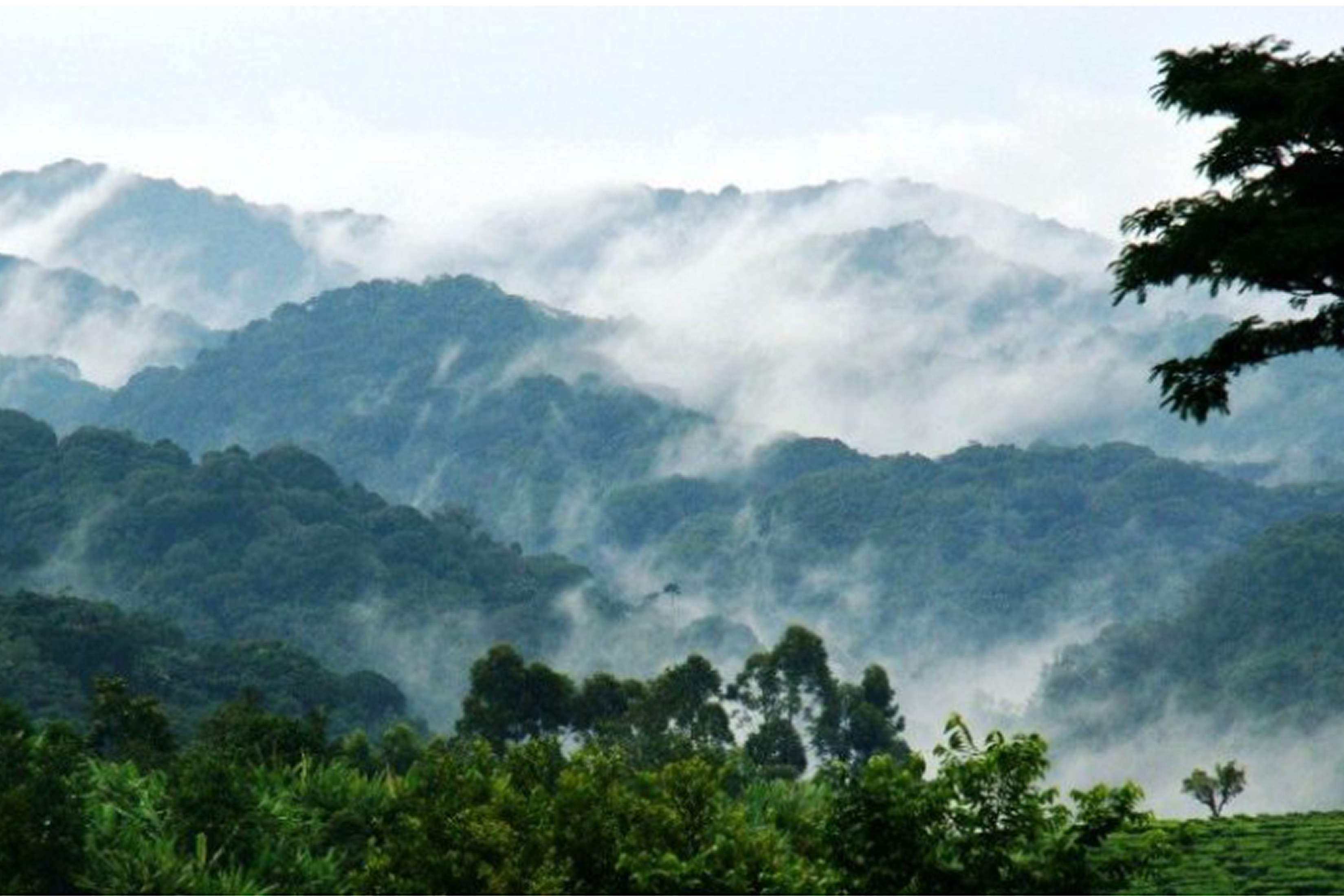 4-Day Uganda Gorilla & Golden Monkey Trekking Safari